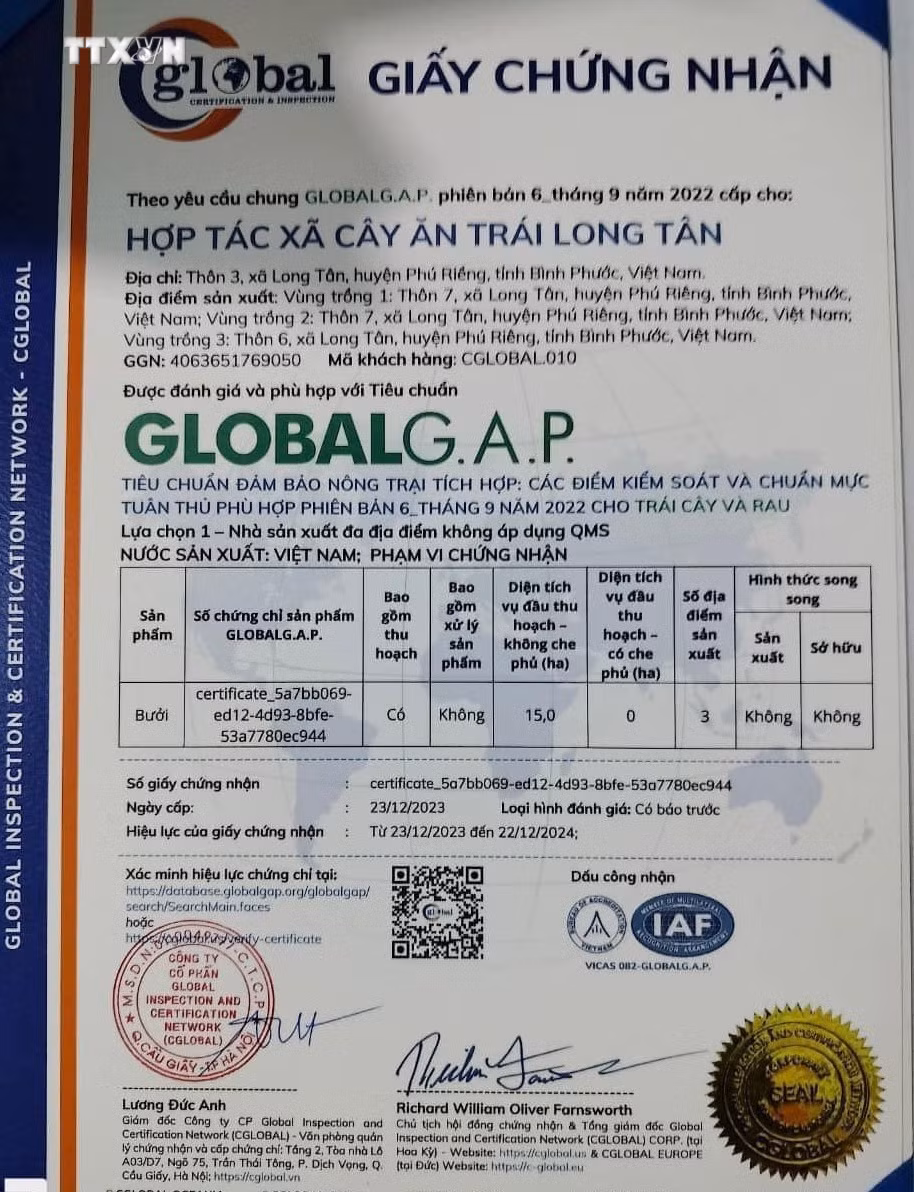 vna_potal_buoi_long_tan_binh_phuoc_duoc_cap_chung_nhan_globalgap_7175175.jpg