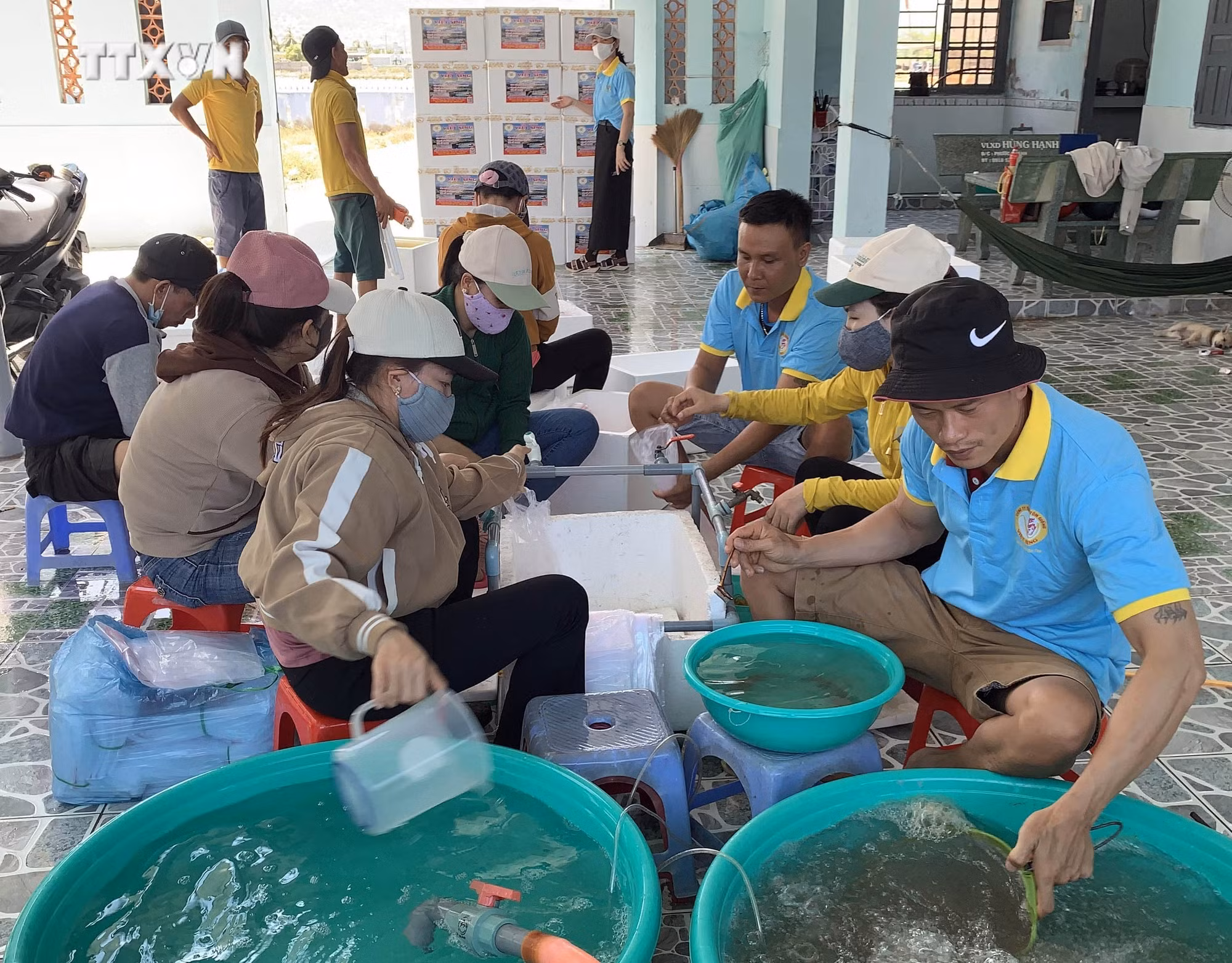 vna_potal_ninh_thuan_tap_trung_phat_trien_thanh_trung_tam_san_xuat_tom_giong_chat_luong_cao_cua_ca_nuoc_7376283.jpg