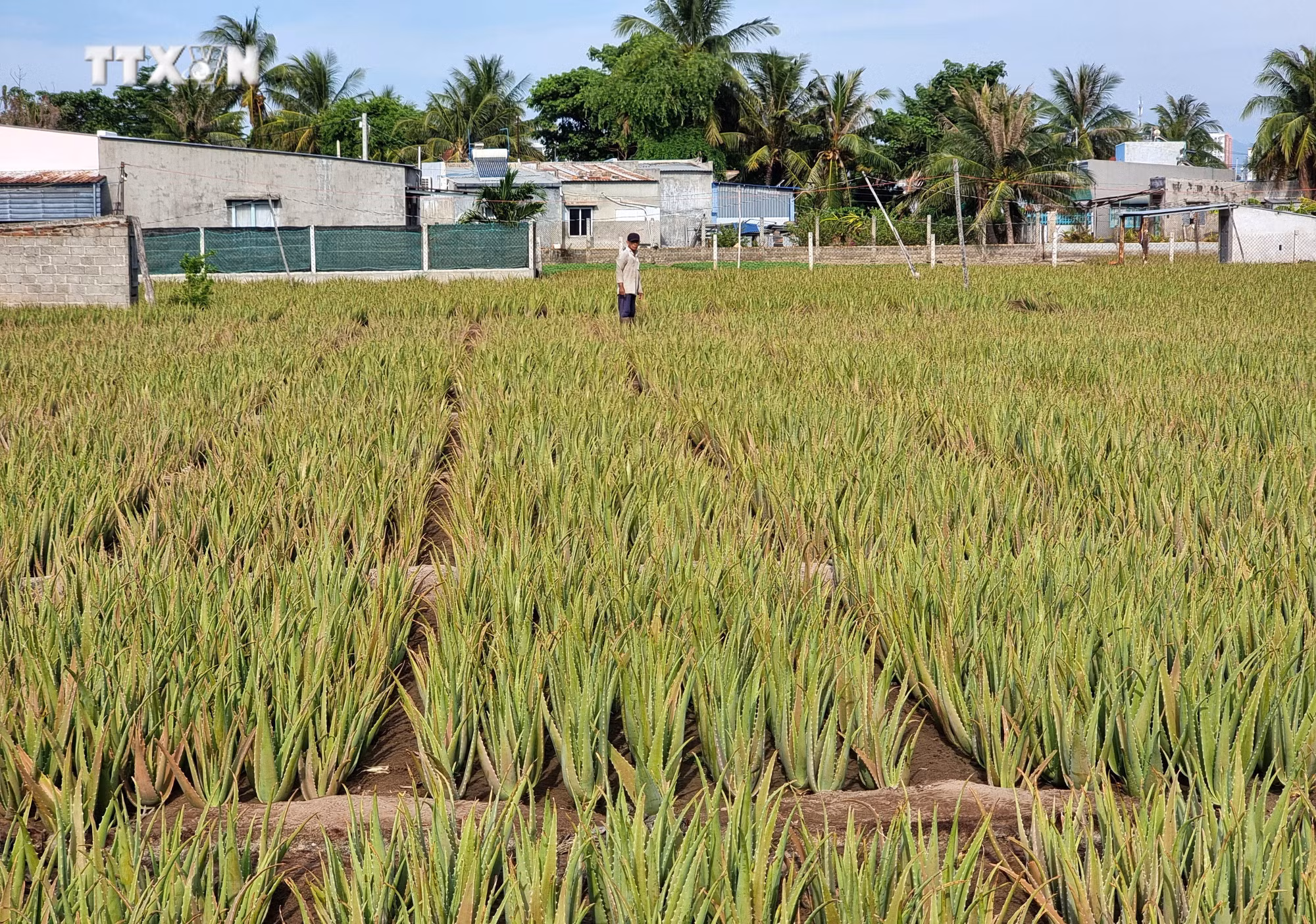 vna_potal_ninh_thuan_day_manh_ho_tro_nong_dan_phat_trien_san_xuat_kinh_doanh_7438016.jpg