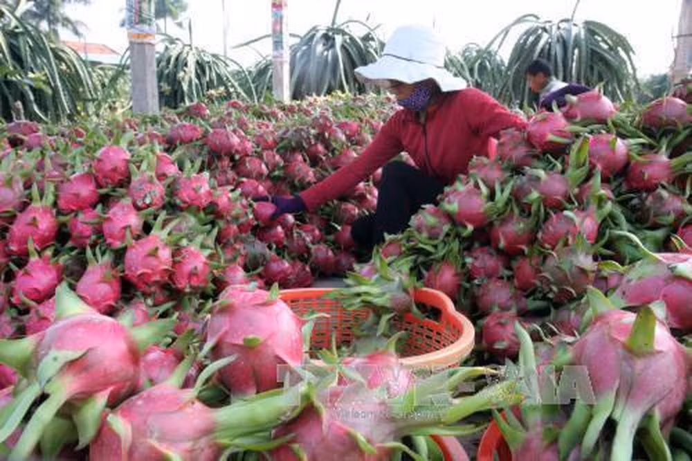 Thanh Long được sản xuất theo tiêu chuẩn VietGAP để xuất khẩu. Ảnh : TTXVN