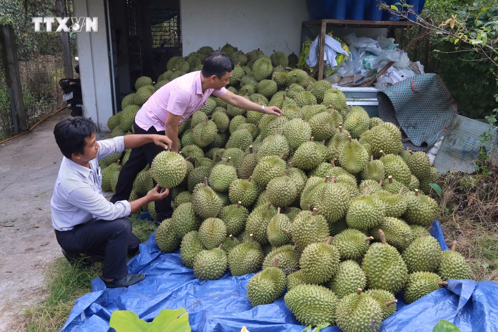 Thu hoạch sầu riêng ở ấp Tân Đông, xã Ngũ Hiệp, huyện Cai Lậy. Ảnh: Minh Trí - TTXVN