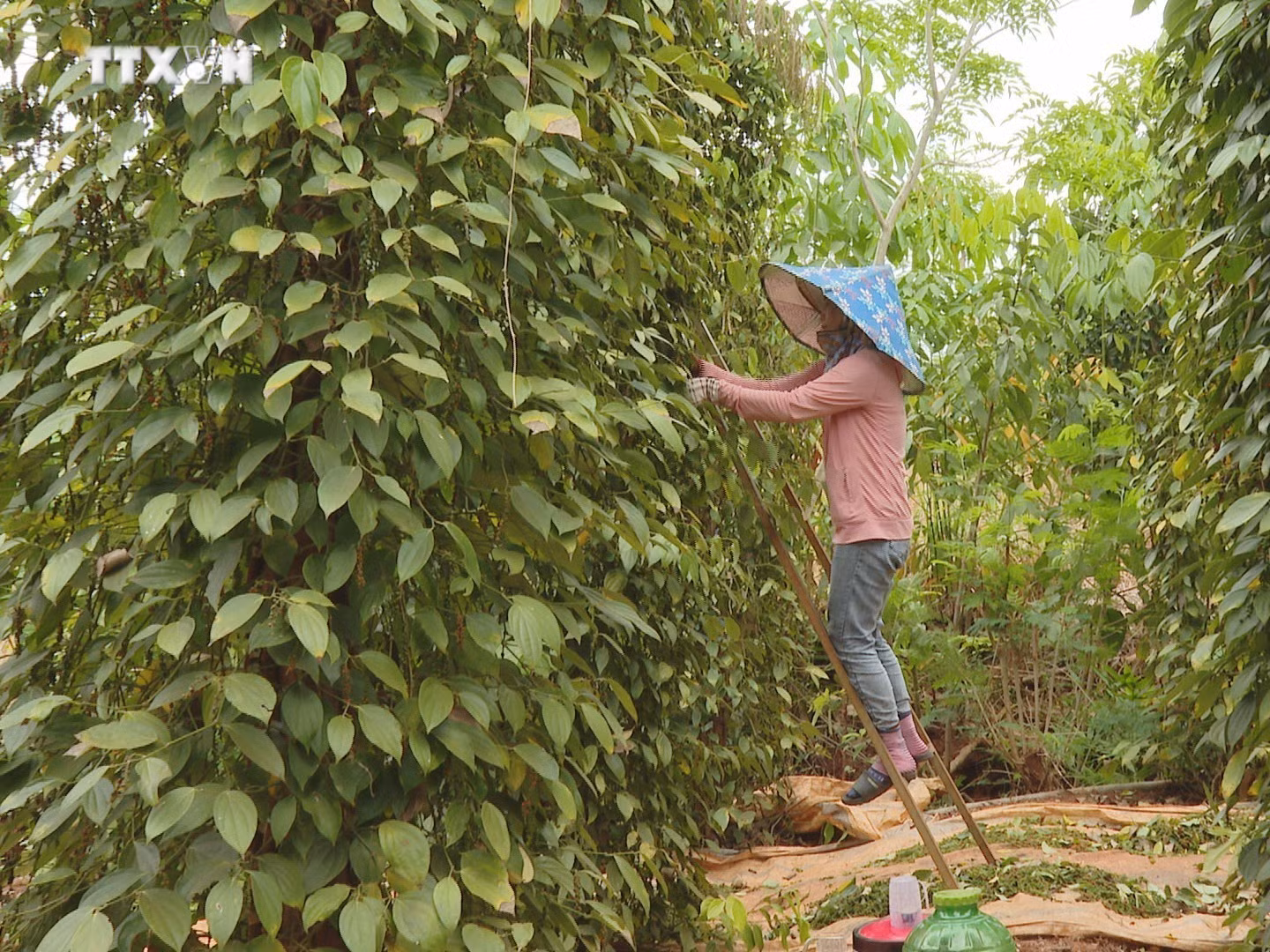 vna_potal_ho_tieu_len_gia_nong_dan_binh_phuoc_phan_khoi_7277785.jpg