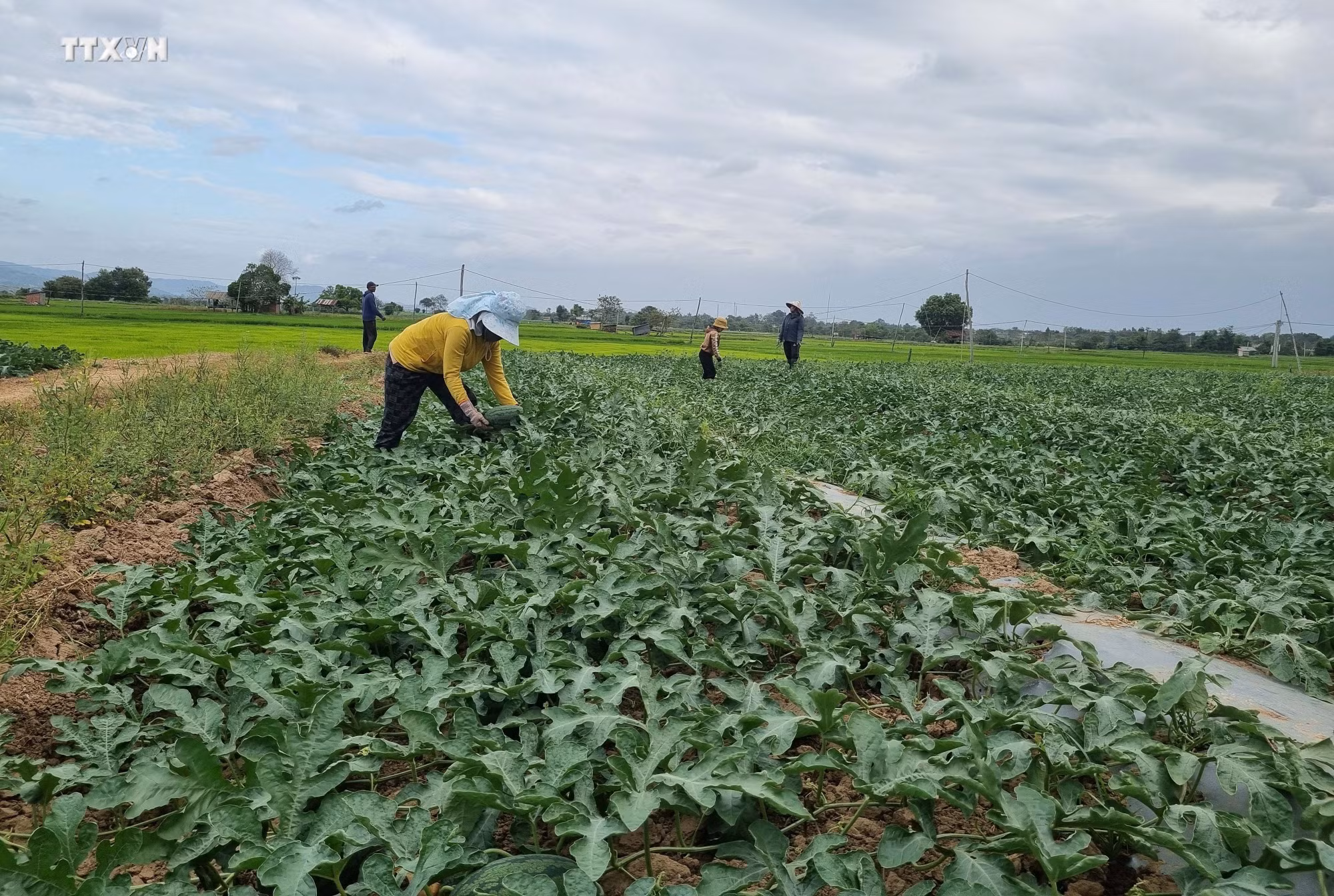 Gia Lai: Đón vụ mùa bội thu đầu năm mới