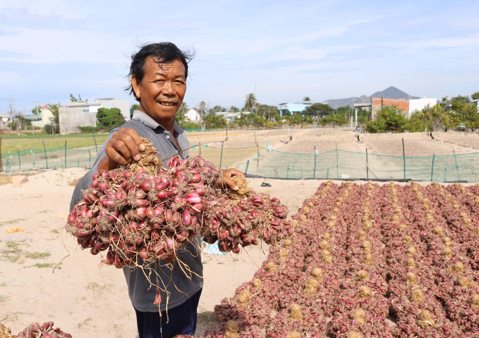 Nông dân xã Nhơn Hải, huyện Ninh Hải, phấn khởi vì hành tím được mùa, được giá. Ảnh: Nguyễn Thành – TTXVN