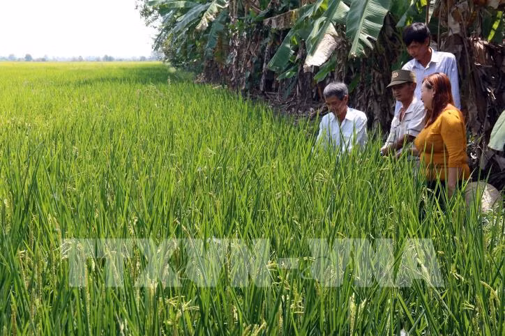 Hiệu quả từ mô hình khuyến nông tiên tiến trên cây lúa ở Kiên Giang