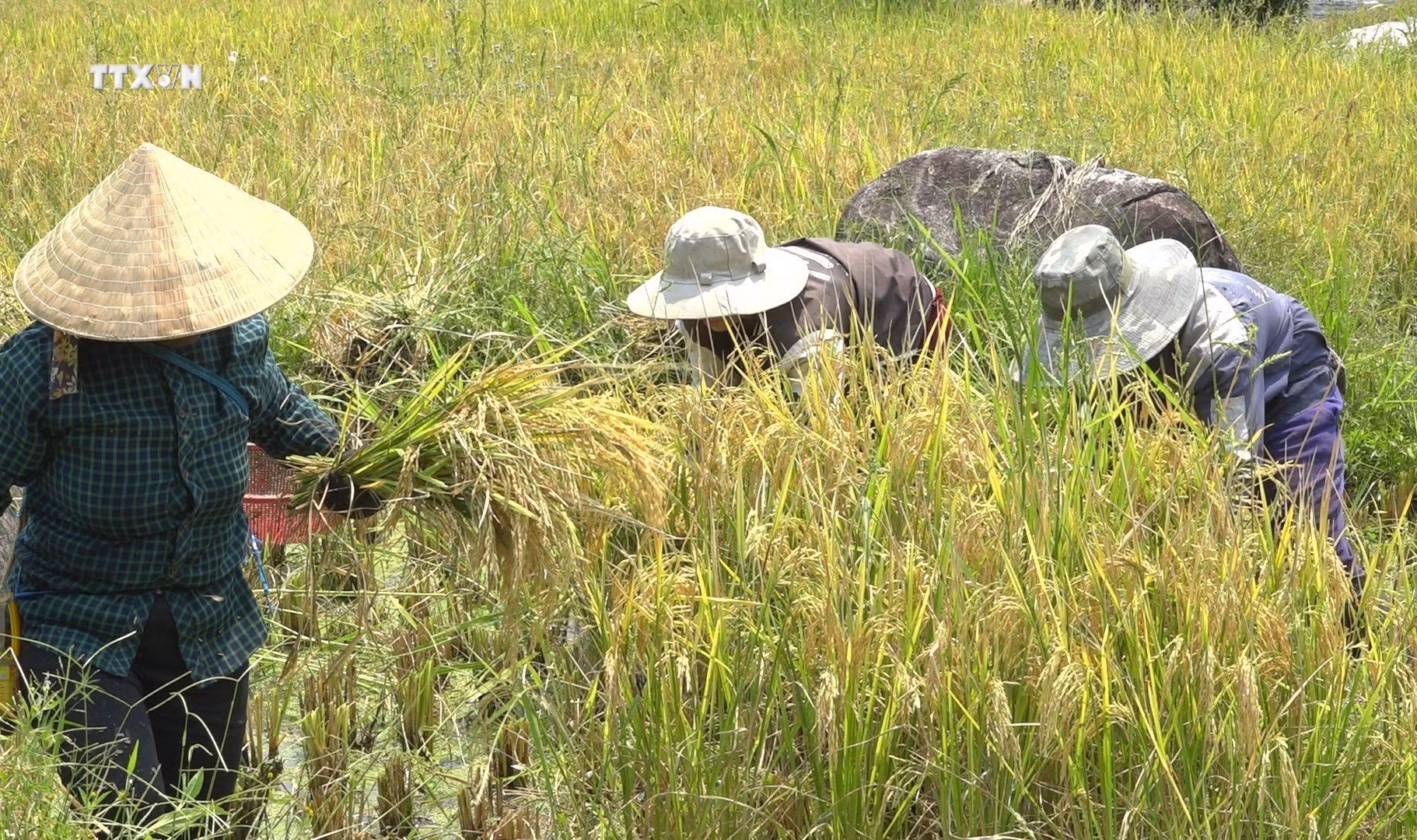vna_potal_trien_vong_cac_giong_lua_chat_luong_cao_tai_kon_tum_7374107 (1).jpg
