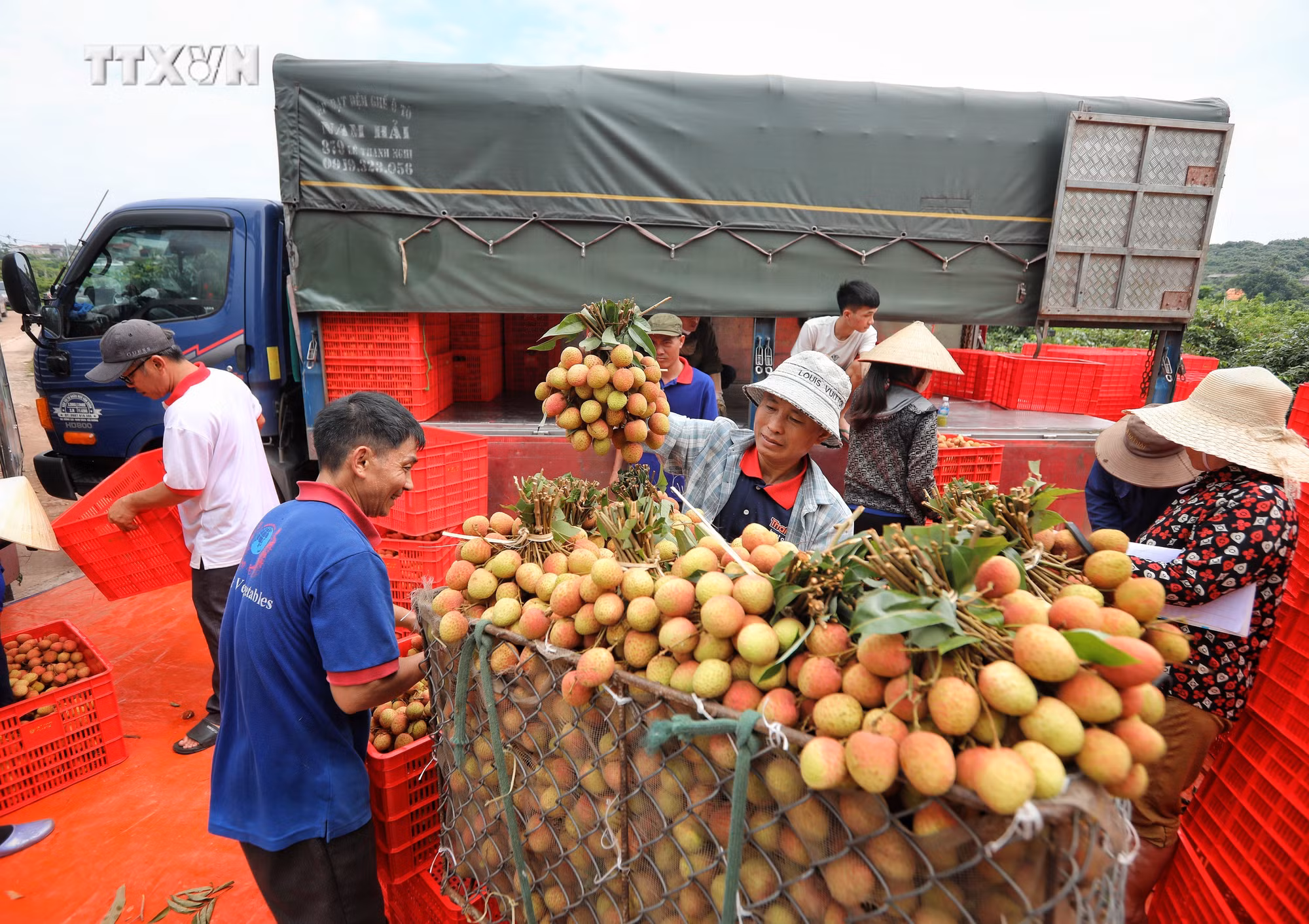 vna_potal_bac_giang_thu_hoach_vai_thieu_chin_som_7399550.jpeg