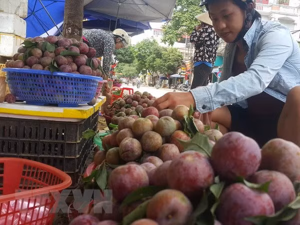 Sạp bán mận Tam Hoa. Ảnh: Hương Thu - TTXVN