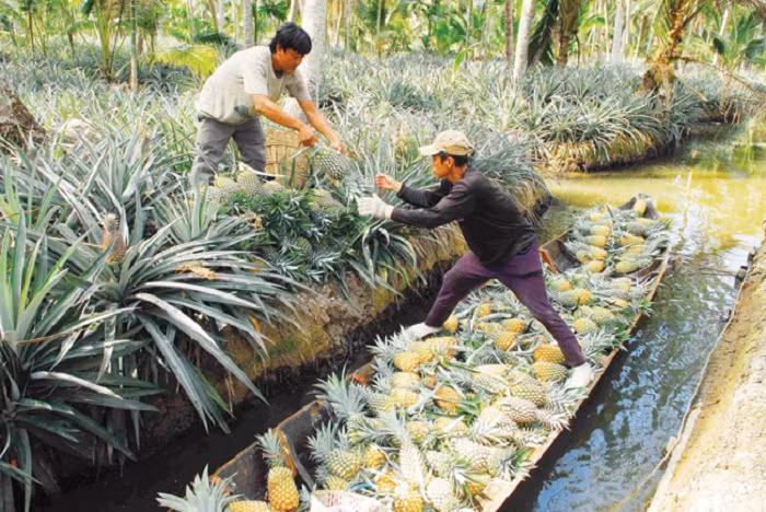 Nông dân Kiên Giang thu hoạch khóm (dứa) Tắc Cậu. Ảnh: ttc-farm.dacsanvina.net