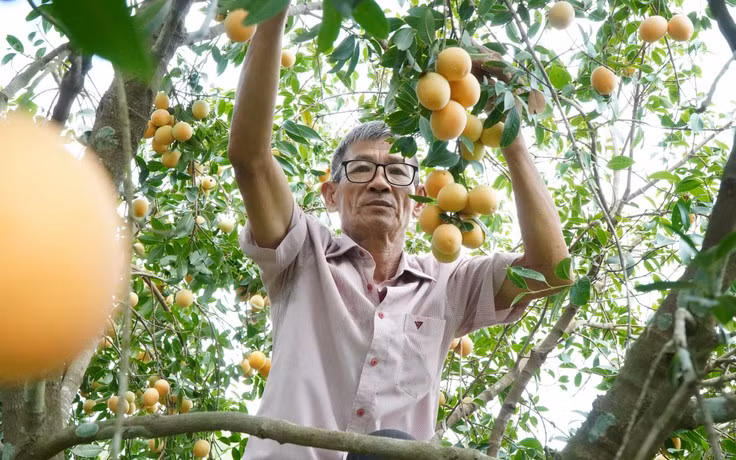 Những gian hàng thanh trà thu hút đông đảo du khách đến tham quan và chọn mua. Ảnh: Tường Vi - TTXVN 