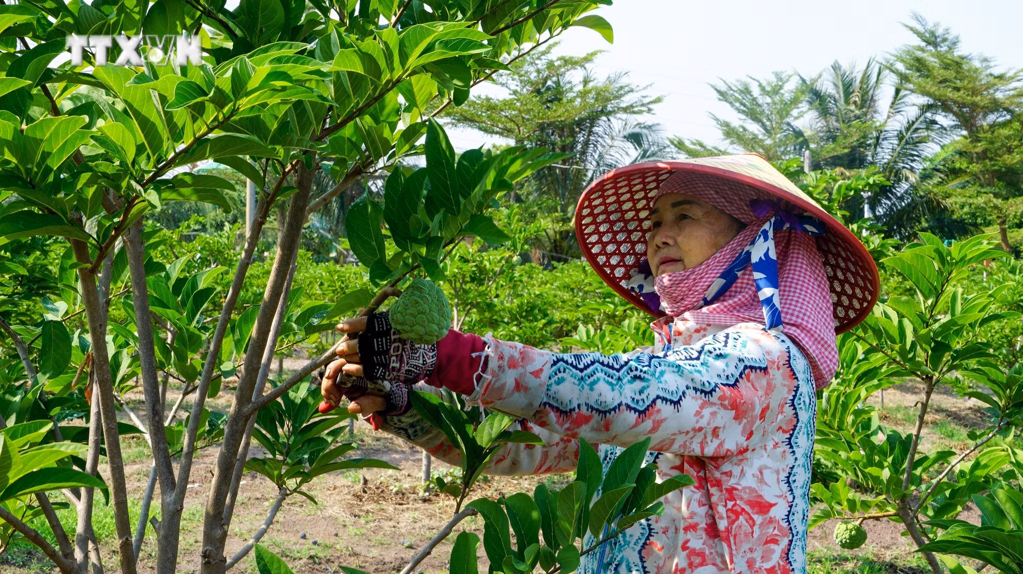 vna_potal_mang_cau_ta_tay_ninh_chinh_thuc_duoc_dac_cach_luu_hanh_7534285.jpg