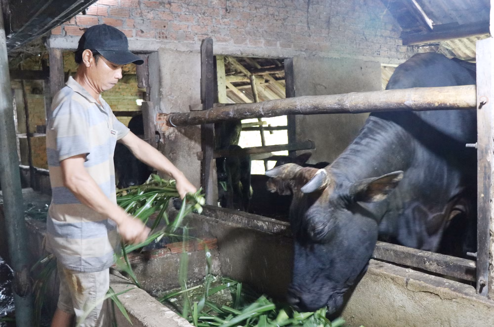 Anh Vương Tấn Cảnh, thôn Gò Gạo, xã Sơn Thành, huyện Sơn Hà, là hộ cận nghèo được vay vốn ưu đãi theo Nghị định số 28/2022/NĐ-CP của Chính mở rộng chăn nuôi. Ảnh: Phạm Cường-TTXVN 