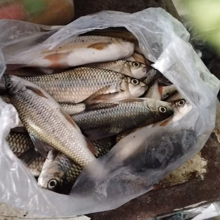 Cá chết do người dân vớt trên sông Nước Bươu. Ảnh: baoquangnam.vn 