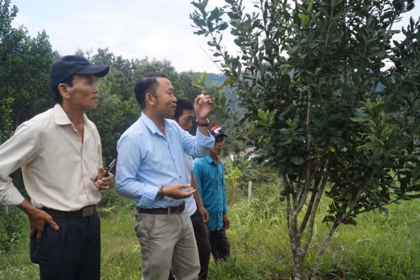 Mô hình cây mắc ca tại xã Sơn Bua, huyện Sơn Tây. Ảnh:kinhtenongthon.vn