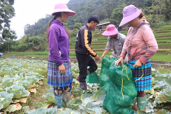 Trồng rau trái vụ - hướng thoát nghèo nơi vùng cao biên giới Lào Cai