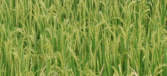 Nhật Bản phát triển giống lúa có khả năng chịu mặn