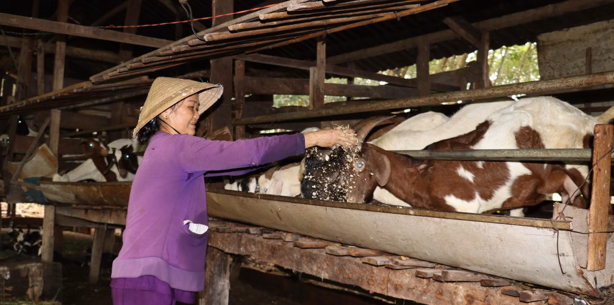 Với đàn dê 40 con, hộ bà Trần Thị Lan, xã Tân Thành, huyện Bù Đốp có thể tận dụng nguồn thức ăn từ vườn trồng tiêu và phế phẩm nông nghiệp để nuôi dê; phân bón từ đàn dê đủ để bón lại cho vườn tiêu, giúp giảm nhiều chi phí. Ảnh: Sỹ Tuyên - TTXVN 