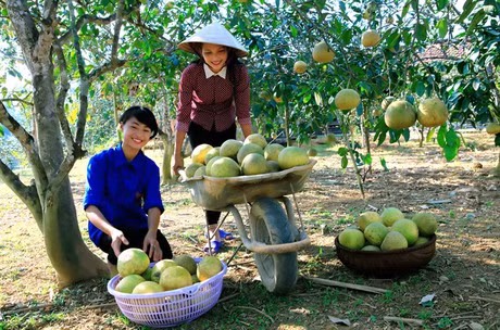 Bưởi Đại Minh được phát hiện từ hơn 300 năm trước, được mệnh danh là bưởi "tiến vua”. Ảnh : vacvina.org.vn