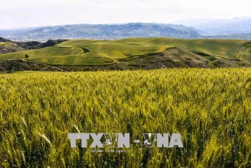 Thành tựu đột phá trong giải mã gien lúa mì