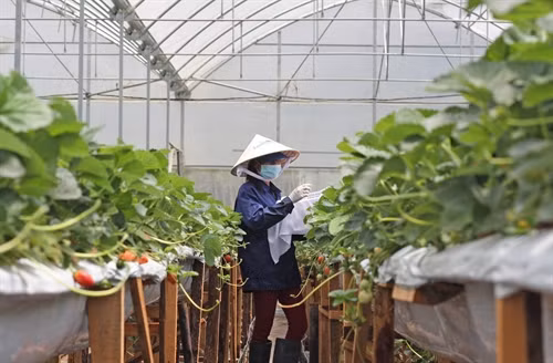 Dâu tây Đà Lạt tăng giá mạnh