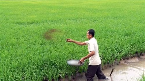 Trồng lúa hữu cơ sinh học cho hiệu quả cao