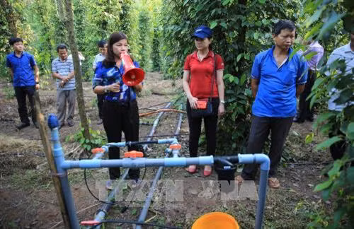 Nhân rộng mô hình tưới tiên tiến cho cây tiêu