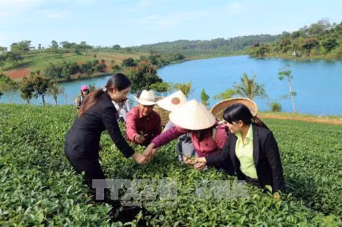 Du lịch canh nông thu hút khách đến Đà Lạt