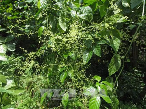 Thanh Hóa bảo tồn cây dược liệu quý Giảo cổ lam