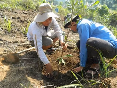 Hướng dẫn kỹ thuật trồng, chăm sóc cây mắc ca