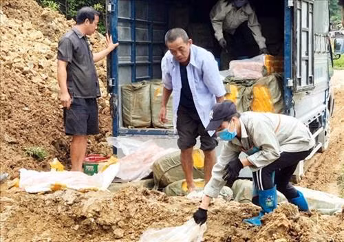 Bắt giữ hơn hai tấn nầm lợn nhập lậu vào Lạng Sơn 
