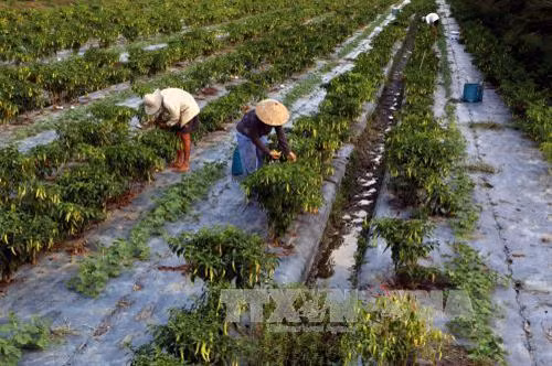 Cách phòng và trị bệnh cây ớt