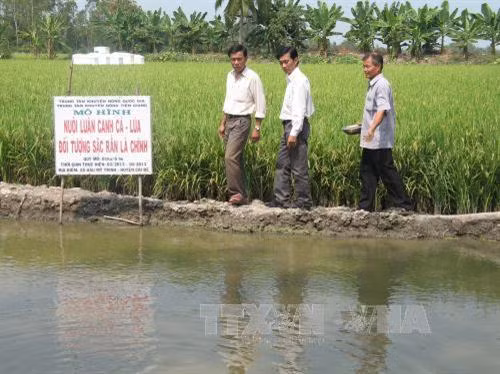 Ông Âu Văn On tiên phong xây dựng mô hình cá + lúa ở Hậu Mỹ Bắc A