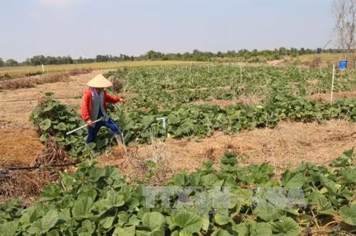 Chuyển đổi sản xuất mang lại hiệu quả kinh tế cao trong vùng ngọt hóa Gò Công