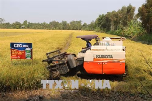 Chuyển giao kỹ thuật canh tác lúa bền vững cho nông dân vùng ngập lũ ở Tiền Giang