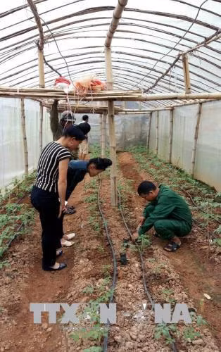 Hỗ trợ cải thiện thu nhập của nông dân thông qua tái thiết nông nghiệp khu vực đồi núi Sơn La