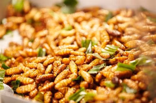 Tò mò nếm thử… ong vò vẽ cực 'độc' ở miền Tây