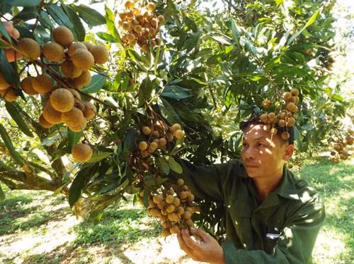 Nhãn quả Sơn Thủy được mùa, được giá