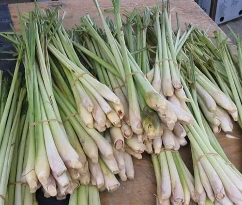 Kỹ thuật trồng và bón phân cho cây sả