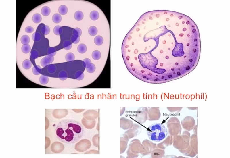 Phát hiện tế bào miễn dịch tiềm năng điều trị ung thư