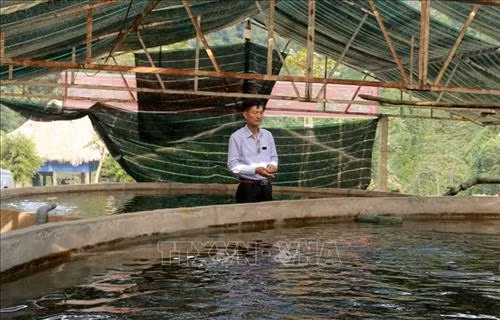 Làm giàu nhờ mô hình nuôi cá hồi trên đỉnh núi Pù Rinh