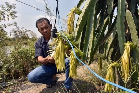 Anh Nghiêm Phước Hùng xử lý thanh long cho trái nghịch mùa