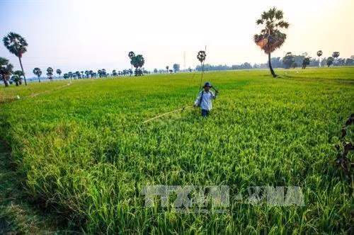 An Giang sản xuất nông nghiệp hướng đến quy mô lớn