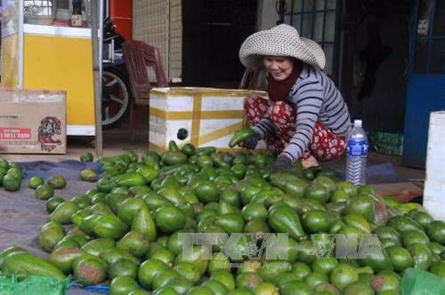 Bơ ở Đắk Lắk trúng mùa được giá