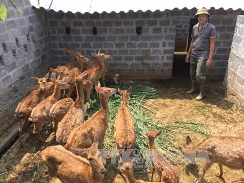 Đại hội Đoàn toàn quốc lần thứ XI: Thanh niên miền núi đẩy mạnh khởi nghiệp