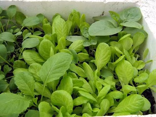 Kỹ thuật trồng cải ngọt an toàn