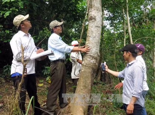 Vượt nhiều chỉ tiêu trong Chiến lược phát triển lâm nghiệp