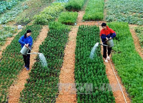 Lạng Sơn trồng thành công 5 giống bạch đàn mới