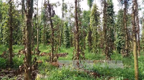 Hàng trăm ha hồ tiêu bị bệnh chết nhanh, chết chậm