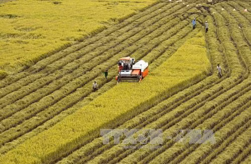 Giá lúa giống khu vực Đồng bằng sông Cửu Long tăng cao