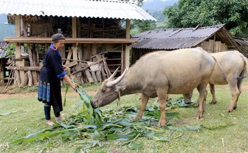 Phát triển đảng viên người dân tộc thiểu số ở vùng cao Yên Bái
